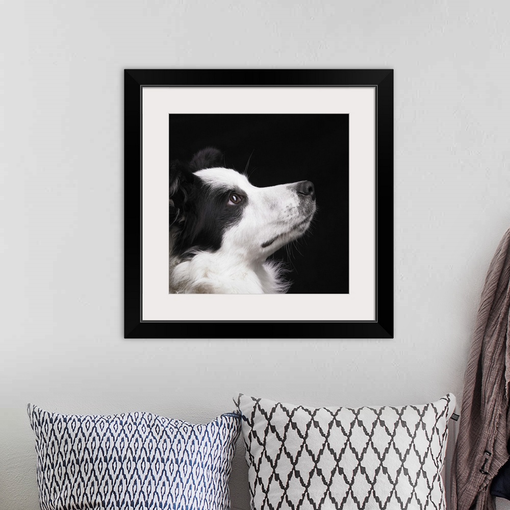 A bohemian room featuring Border Collie looking toward light in studio.