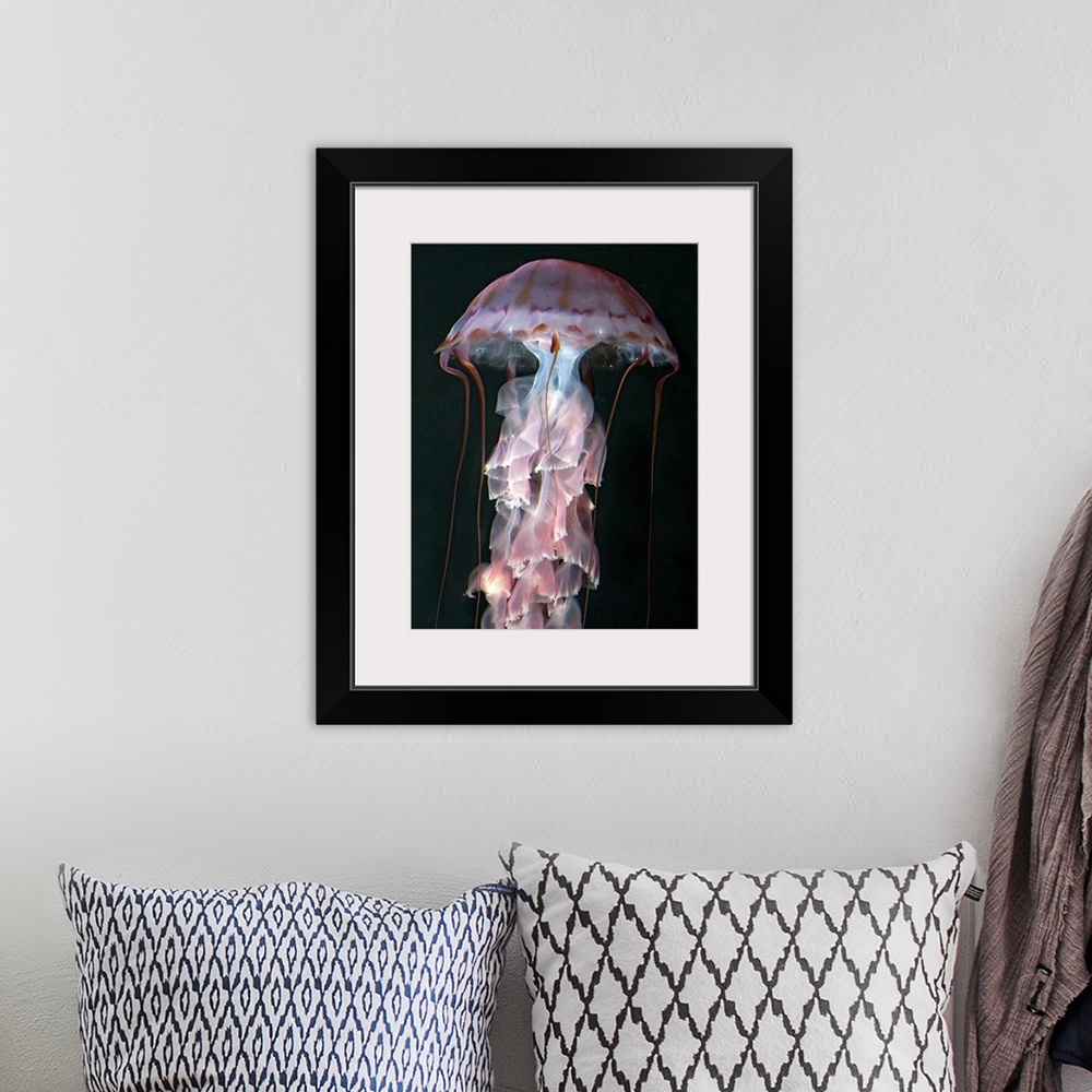 A bohemian room featuring Juvenile jellyfish, Chrysaora (Pelagia) colorata. Purple-striped Jellyfish  Phylum Cnidaria ; Cla...