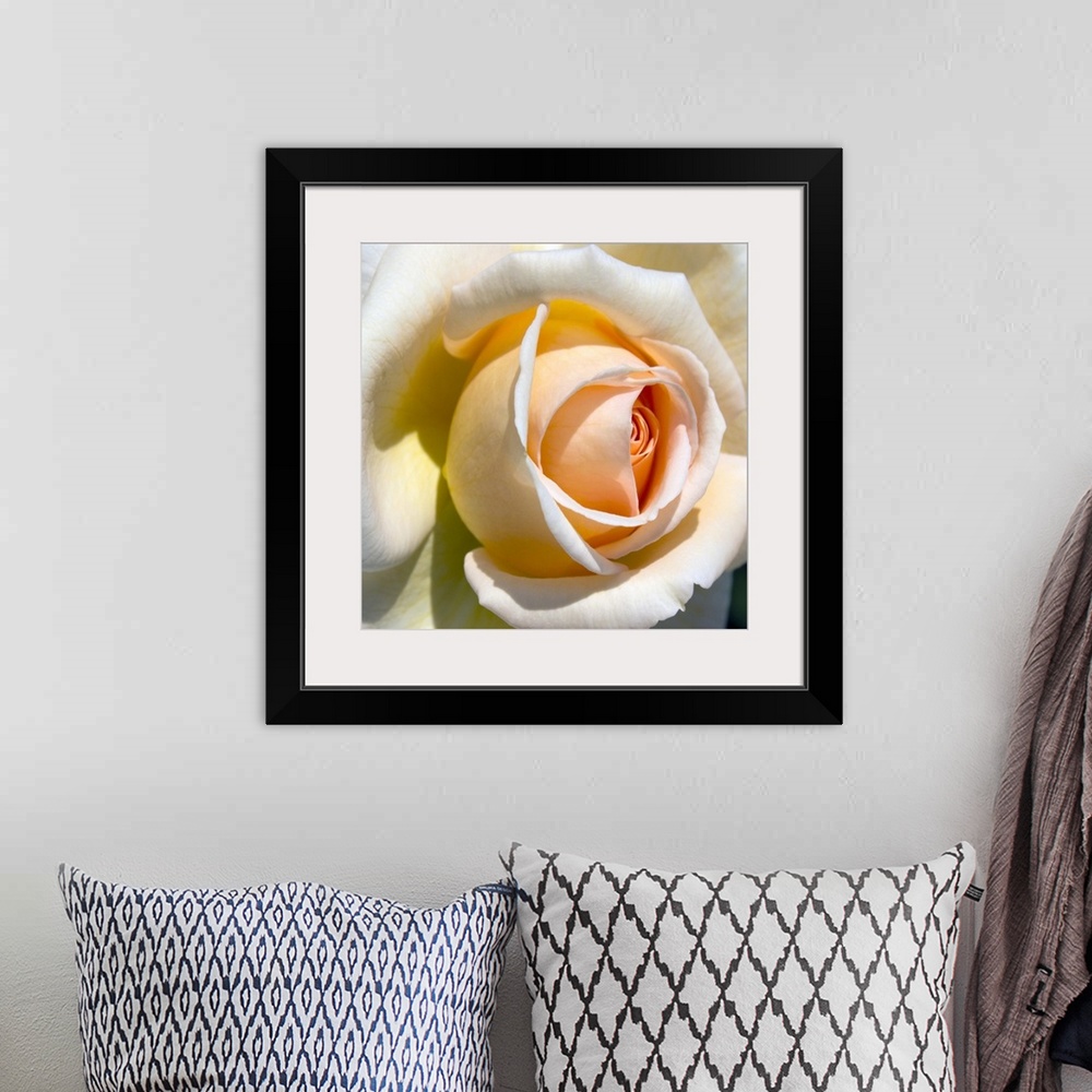 A bohemian room featuring A nature close up of a rose petal on square shaped wall art to decorate the home or retail space.