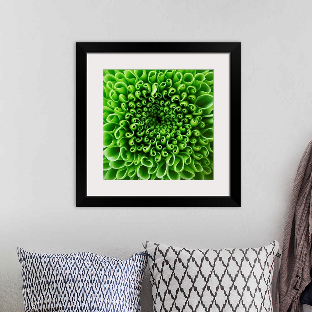 A bohemian room featuring CLOSE UP ABSTRACT IMAGE OF GREEN SHAMROCK CHRYSANTHEMUM