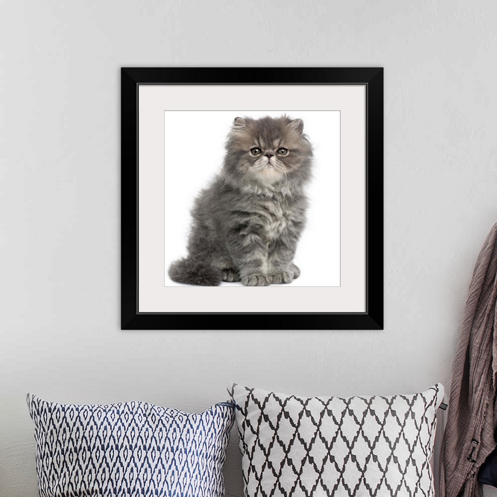 A bohemian room featuring Persian Kitten (2 months old) sitting