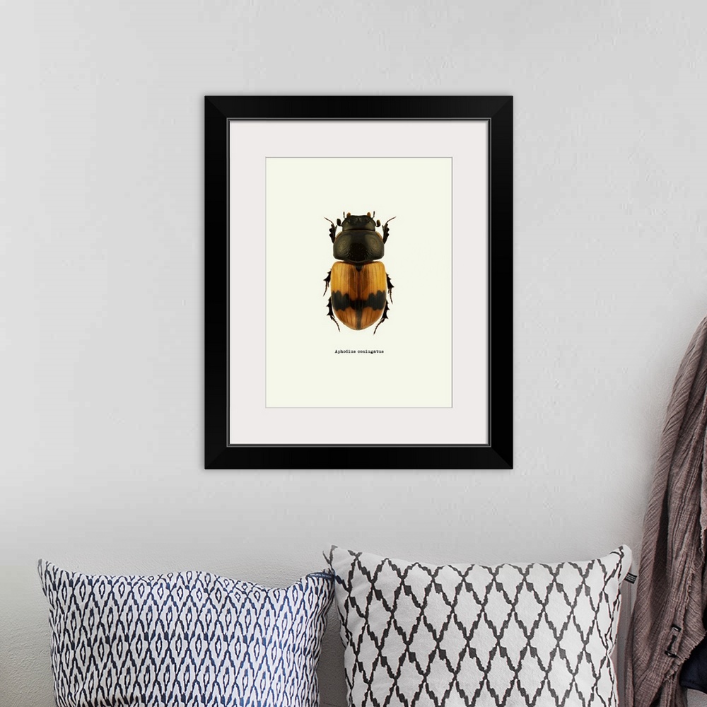 A bohemian room featuring Image of an orange beetle with the scientific name below it, Aphodius Coniugatus.