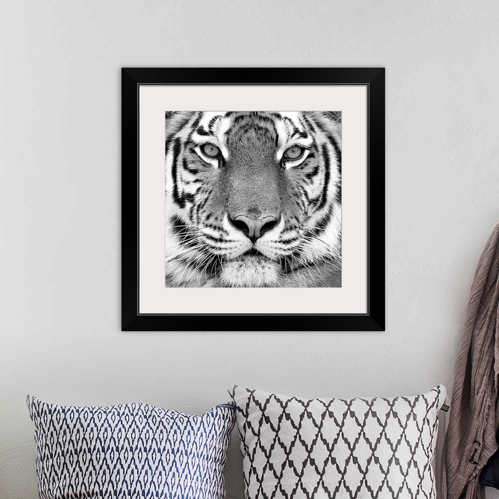 A bohemian room featuring Black and white close-up portrait of the big tiger.