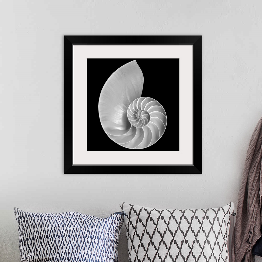 A bohemian room featuring Large monochromatic photograph centers on a marine mollusk against a blank background.  The forma...