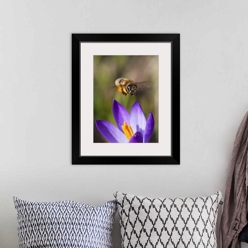 A bohemian room featuring Honey Bee (Apis mellifera) approaching flower, Bavaria, Germany