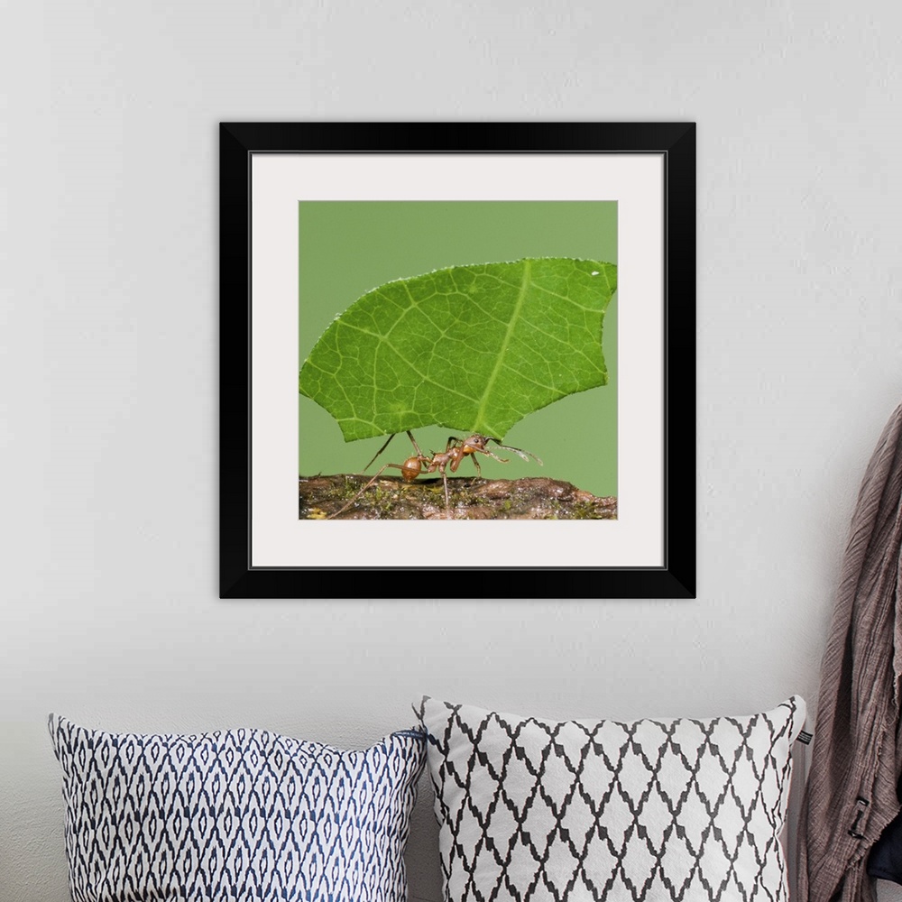 A bohemian room featuring leaf-cutter ants, macro, insect, costa rica,