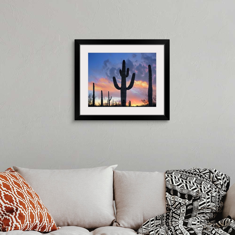 A bohemian room featuring Saguaros at sunset, Joshua Tree National Park, California