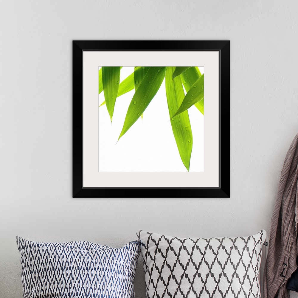 A bohemian room featuring Big canvas print of a close up of grass blades hanging downward on a blank background.