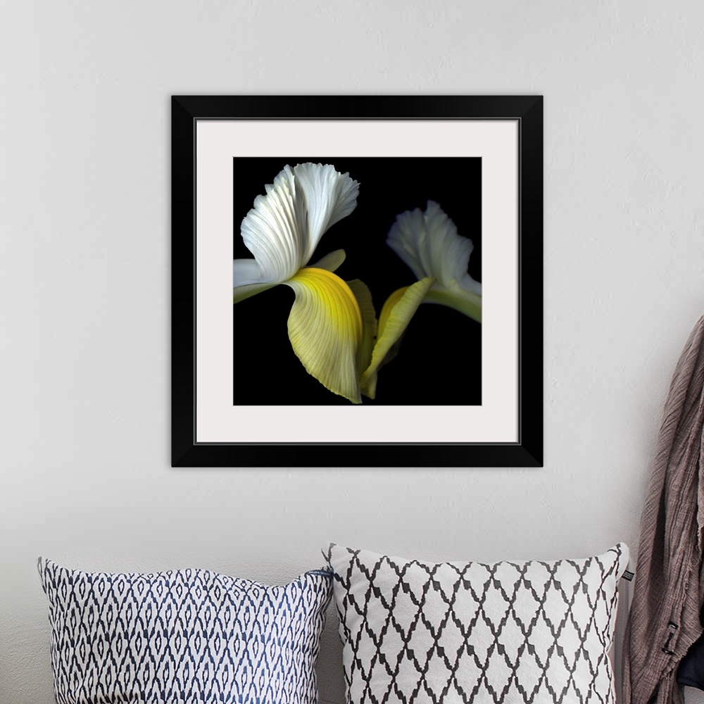 A bohemian room featuring Two yellow and white iris' seem to reach out to touch each other.