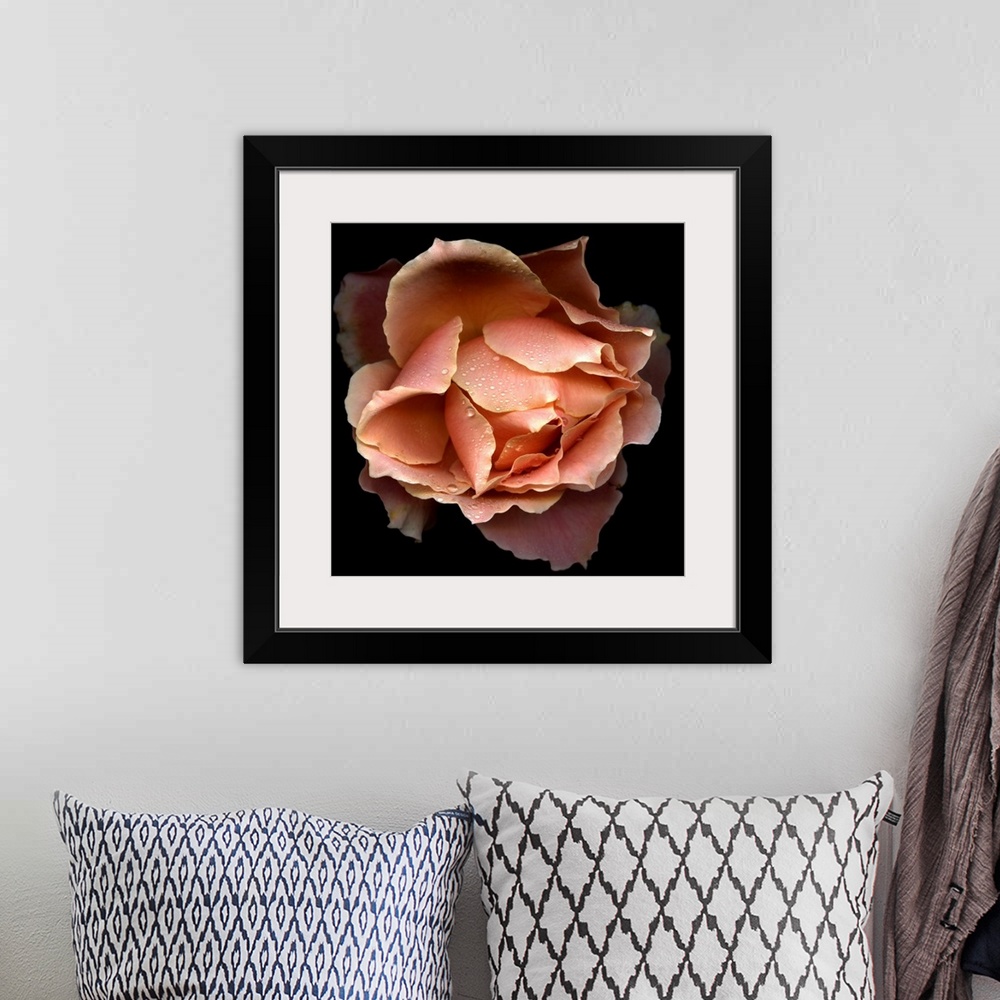 A bohemian room featuring Salmon coloured rose from the top showing petals opening. This rose type is called, Just Joey.
