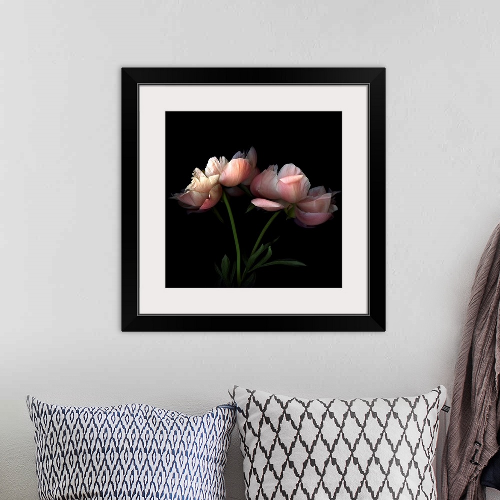 A bohemian room featuring Square photo on canvas of two flowers against a dark background.