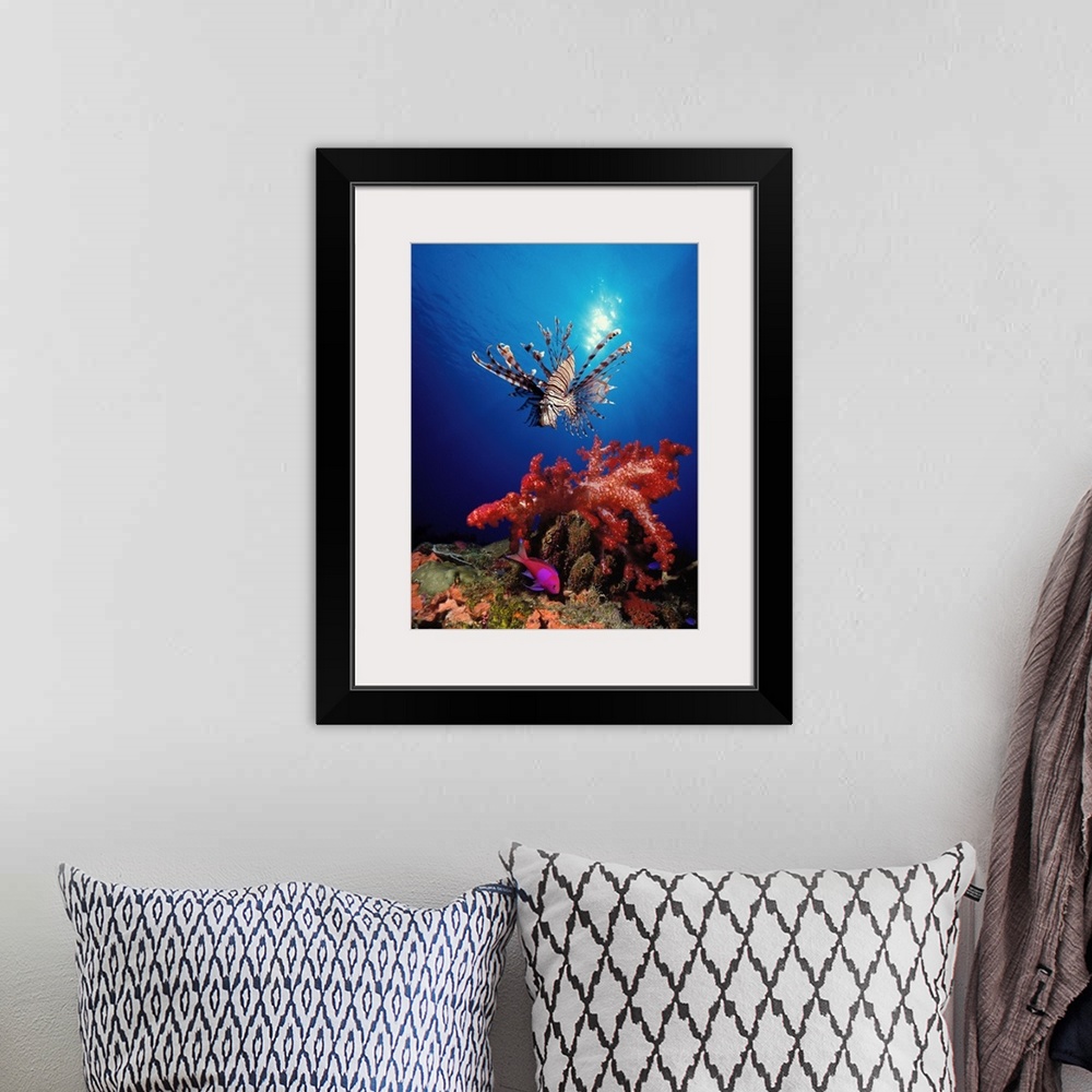 A bohemian room featuring Underwater photograph looking up from the bottom towards the sun reflecting off of the surface an...