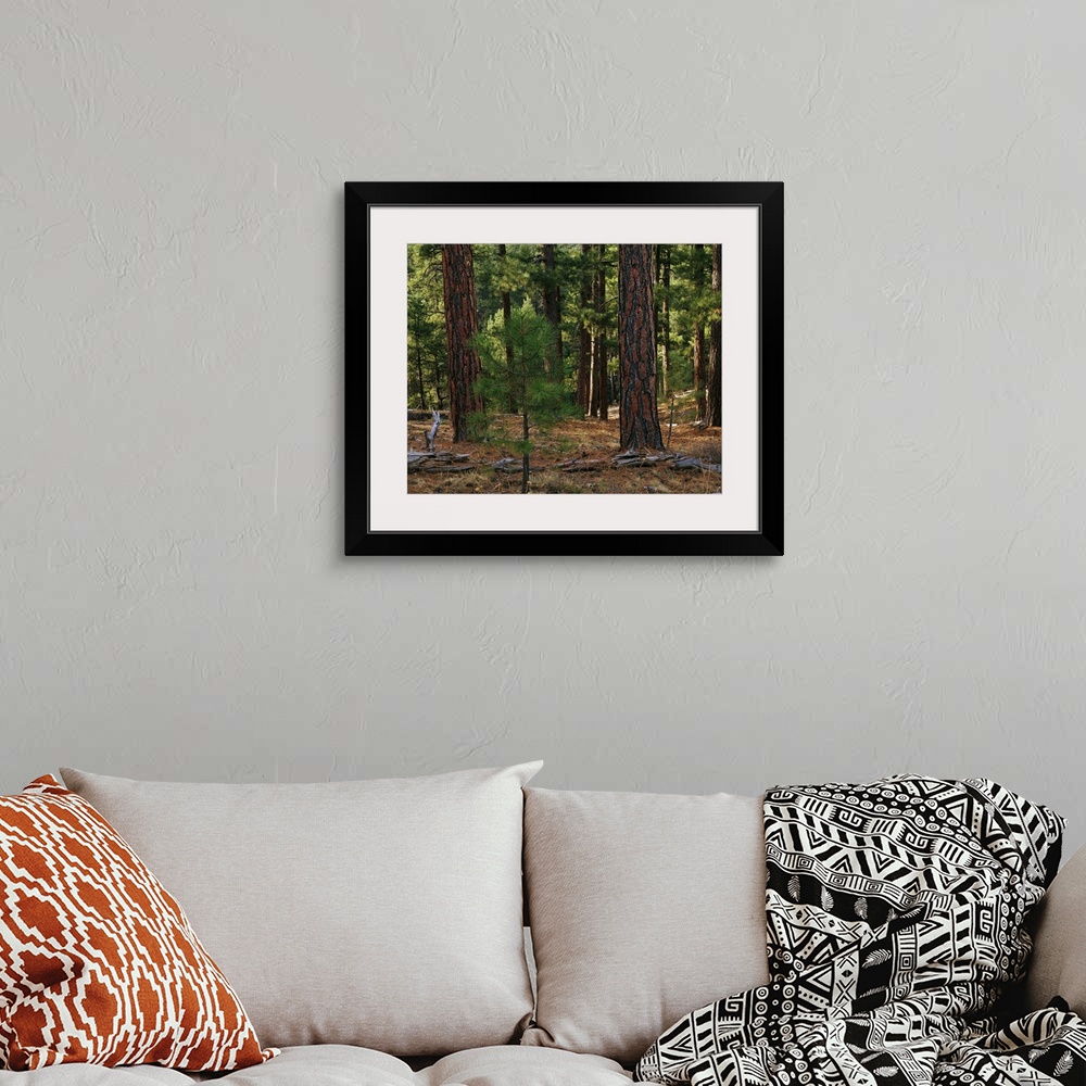 A bohemian room featuring Panoramic photograph of woods scattered with pine cones and dead tree logs.