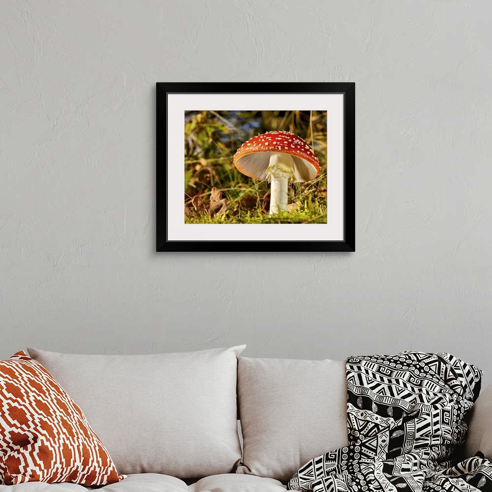 A bohemian room featuring A large red mushroom with white spots in a forest.