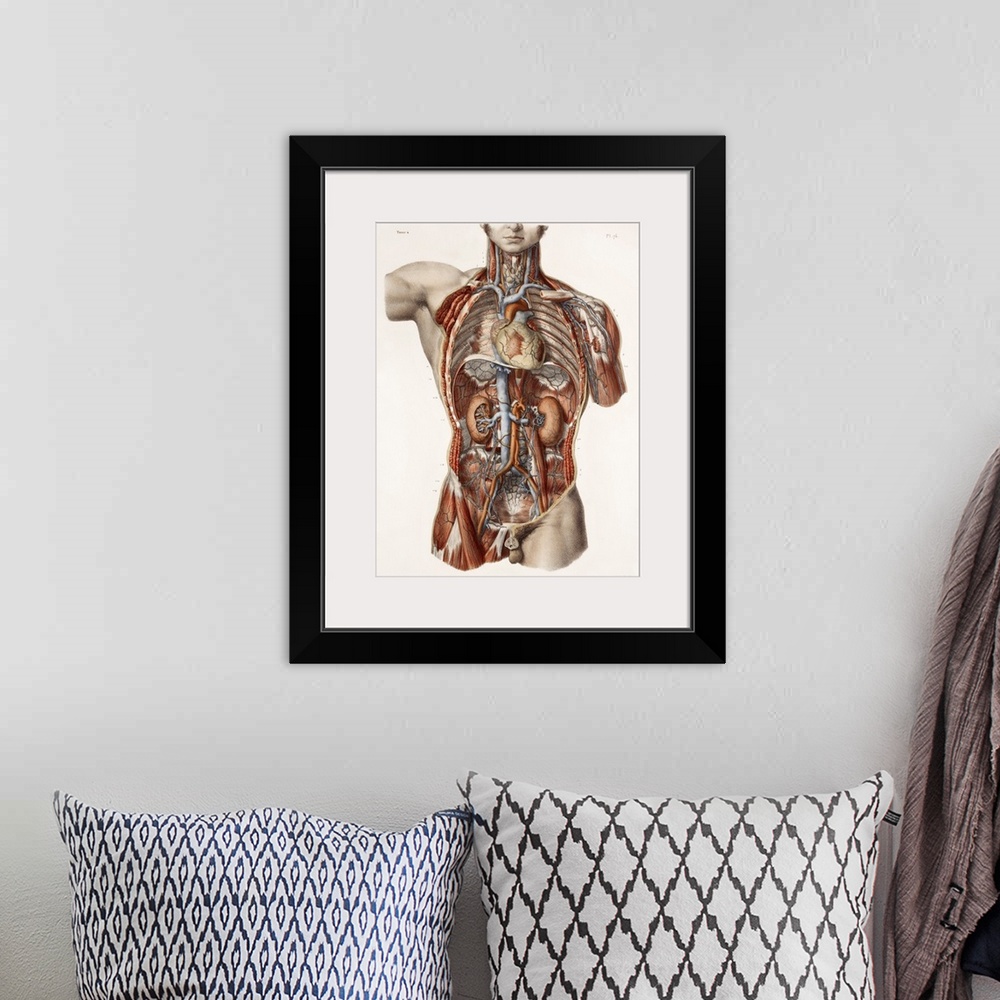 A bohemian room featuring Cardiovascular system, historical artwork. 19th Century hand coloured lithographic print showing ...