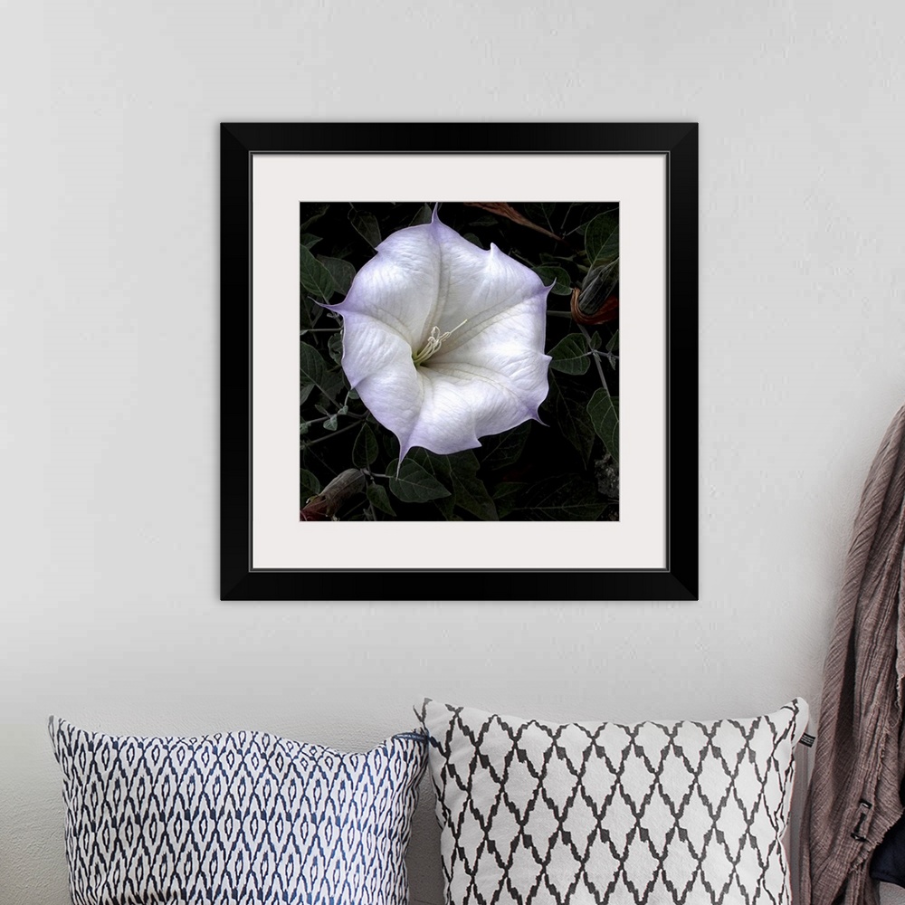 A bohemian room featuring Close-up of a vibrant white flower with soft pastel edges against a dark leafy background.