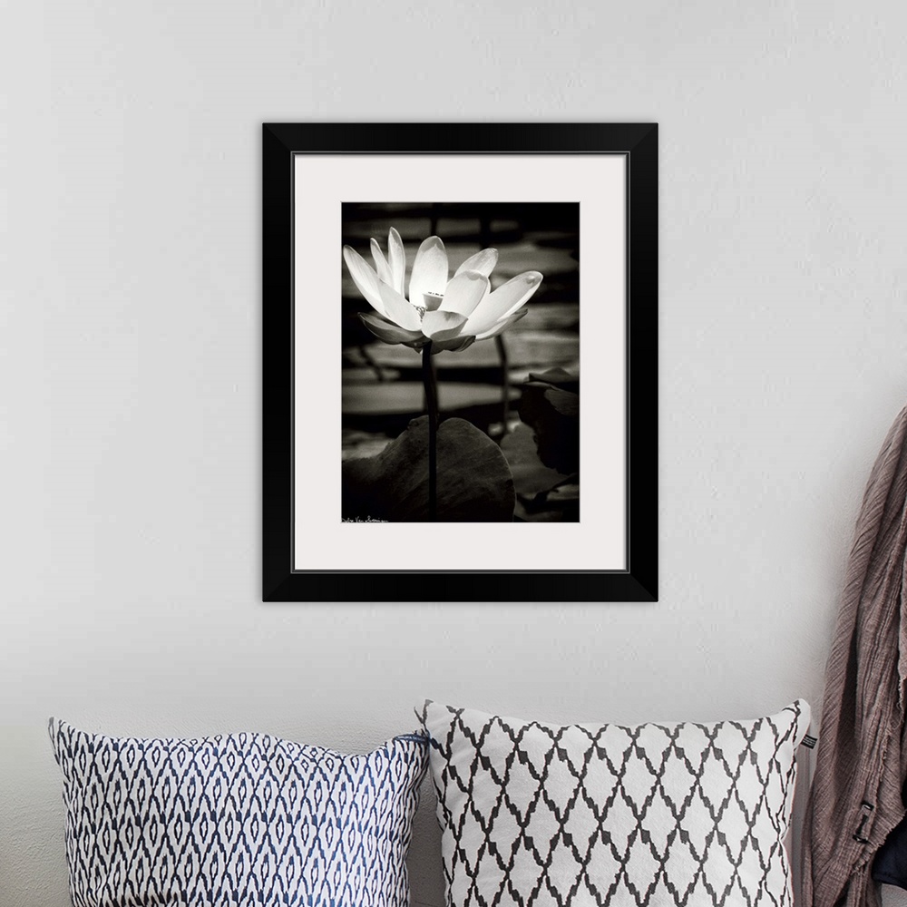 A bohemian room featuring A black and white photograph of a white flower in a pond, surrounded by lily pads.