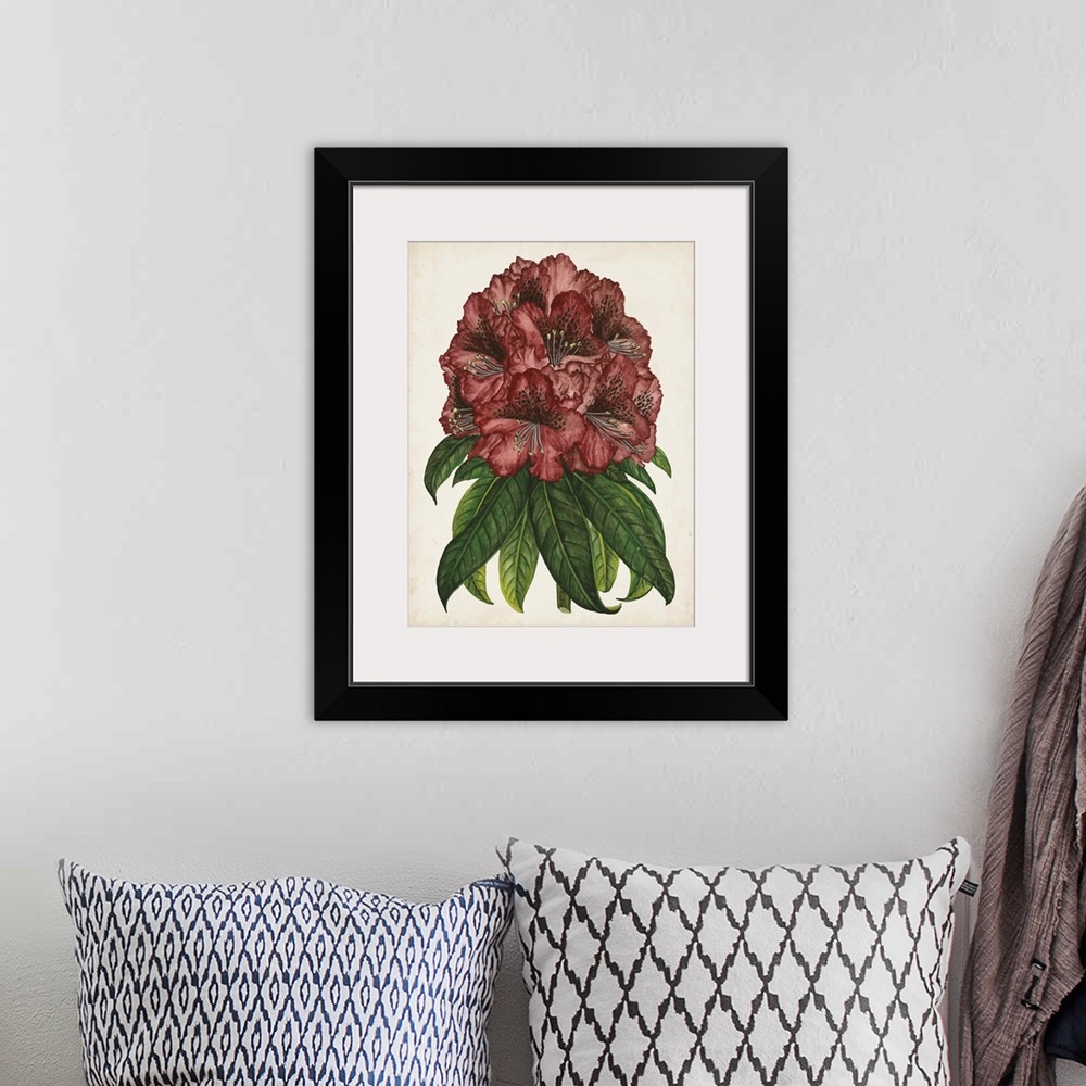 A bohemian room featuring Rhododendron Study I