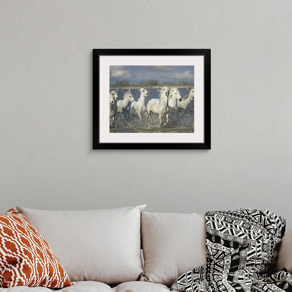 A bohemian room featuring Photograph of a group of white horses running through shallow waters.