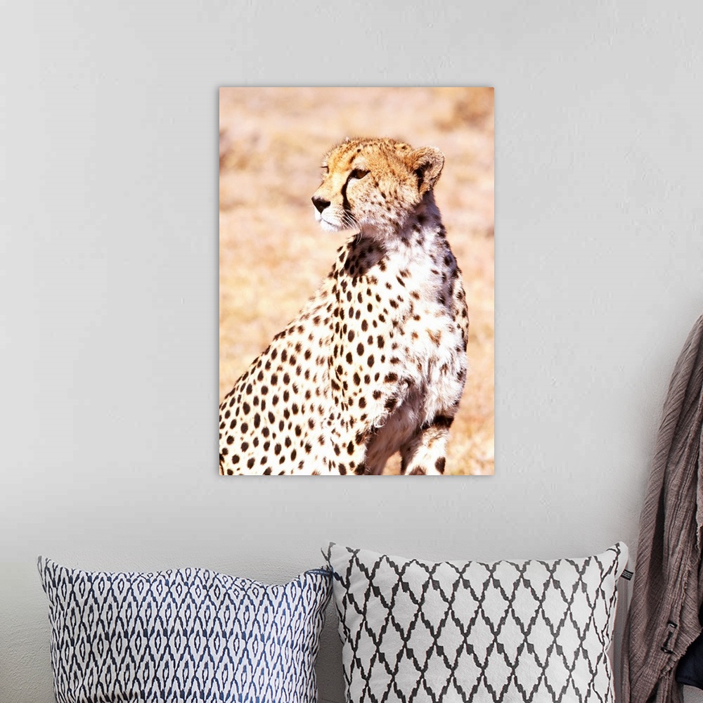A bohemian room featuring Cheetah In Maasai Mara Game Reserve