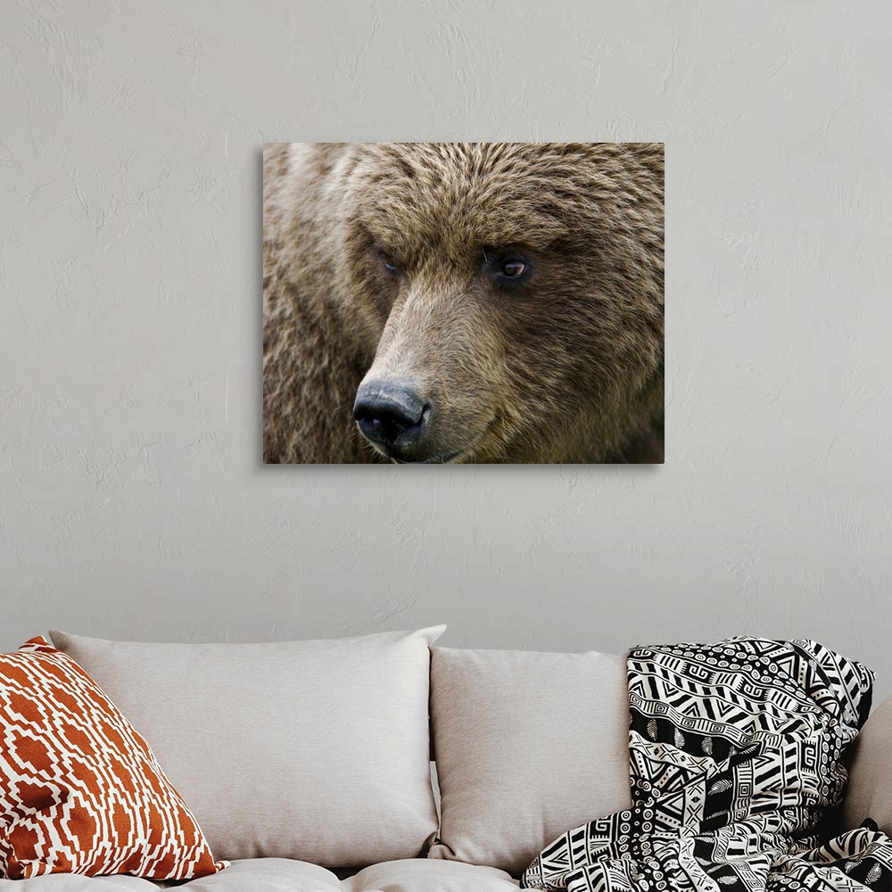 Close up portrait of a Brown bear in Hallo Bay, Katmai National Park ...