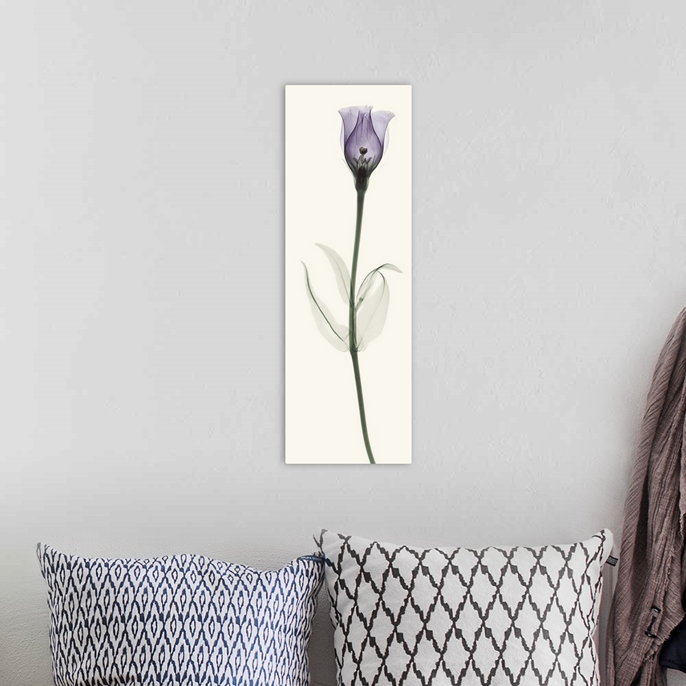 A bohemian room featuring X-Ray photograph of a lisianthus flower against a white background.