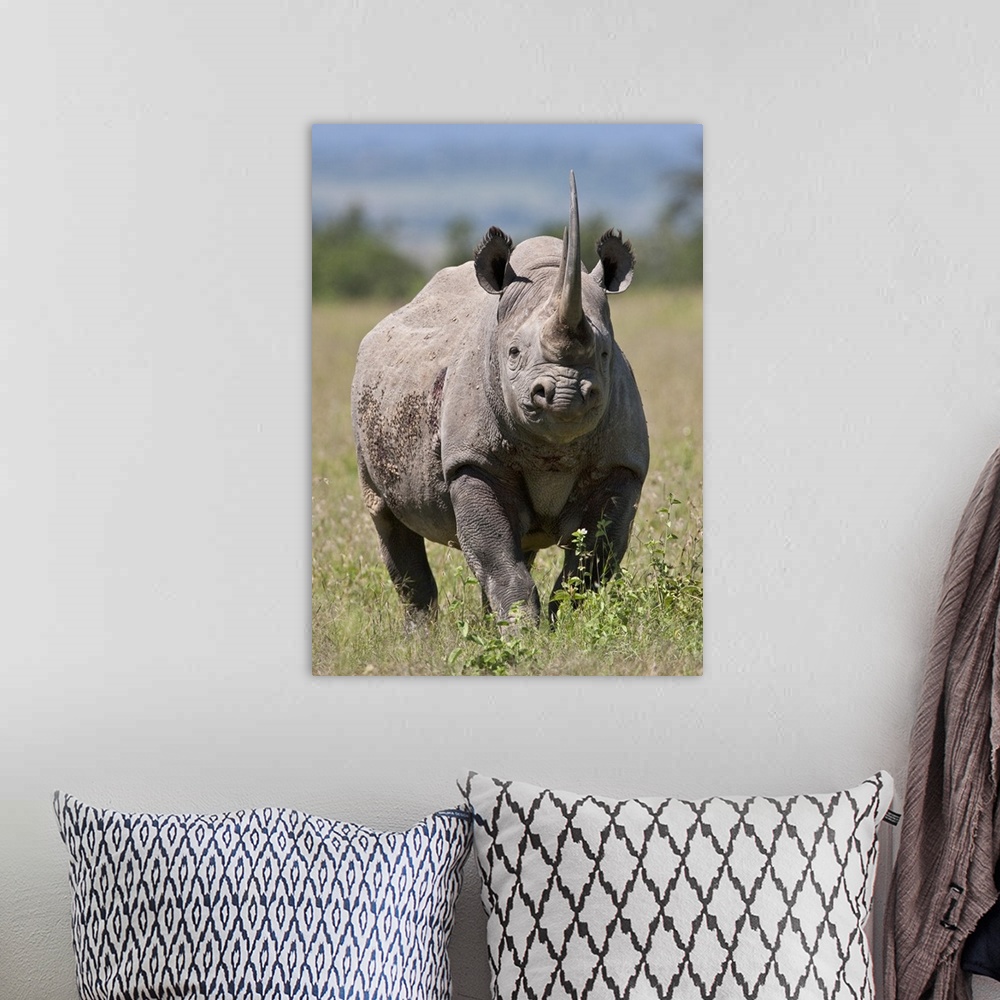 A bohemian room featuring An alert black rhino. Mweiga, Solio, Kenya.