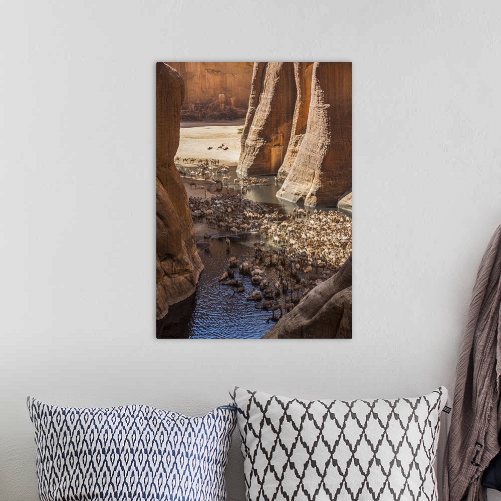 A bohemian room featuring Chad, Wadi Archei, Ennedi, Sahara. A large herd of camels watering at Wadi Archei, an important s...