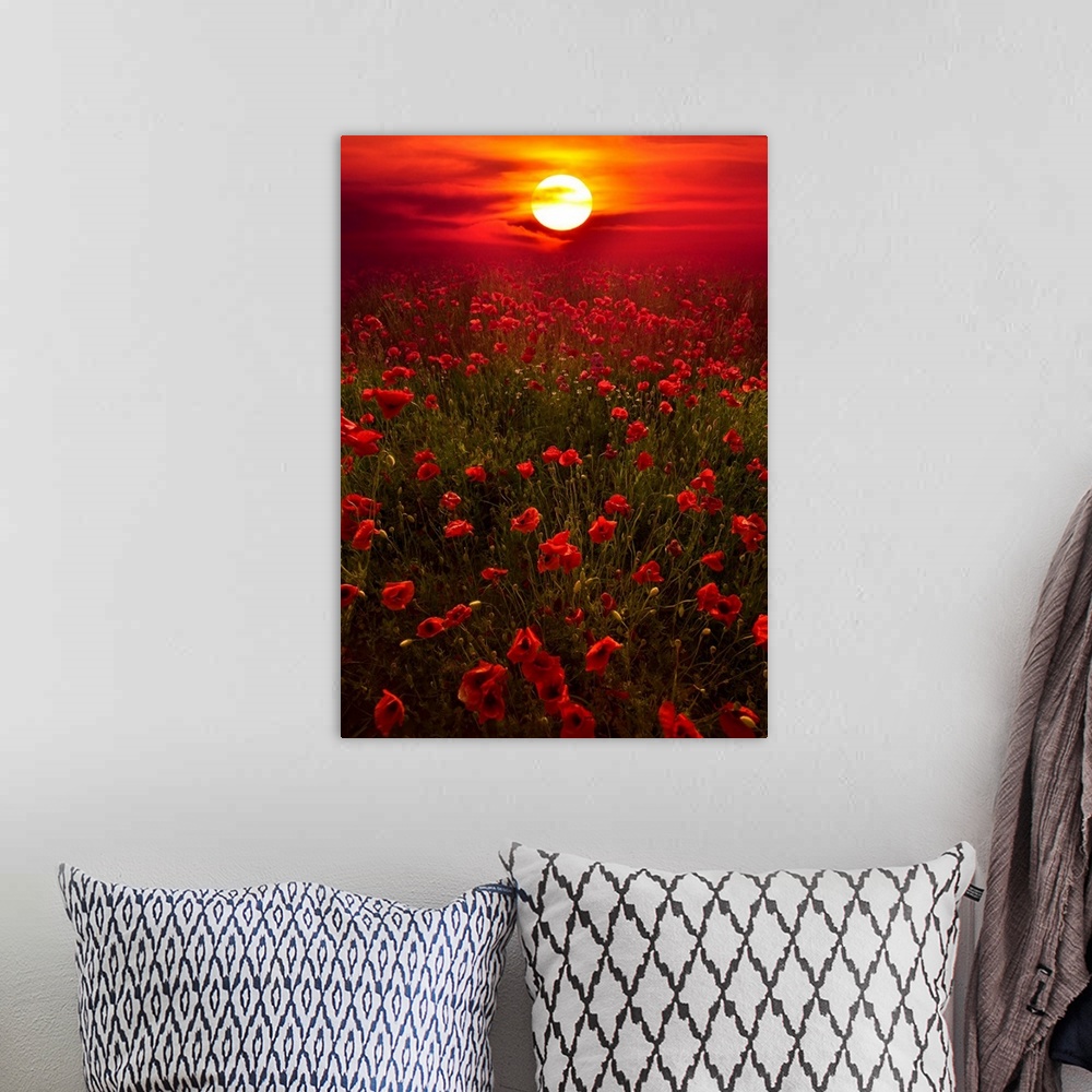 A bohemian room featuring Giant photograph showcases the sun beginning to set over a landscape filled with poppy flowers al...