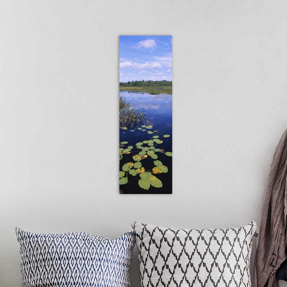 A bohemian room featuring High angle view of lily pads in a marsh, Adirondack State Park, Adirondack Mountains, New York State