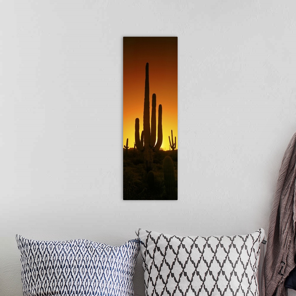A bohemian room featuring Saguaro cactus (Carnegiea gigantea) in a desert at dusk, Arizona