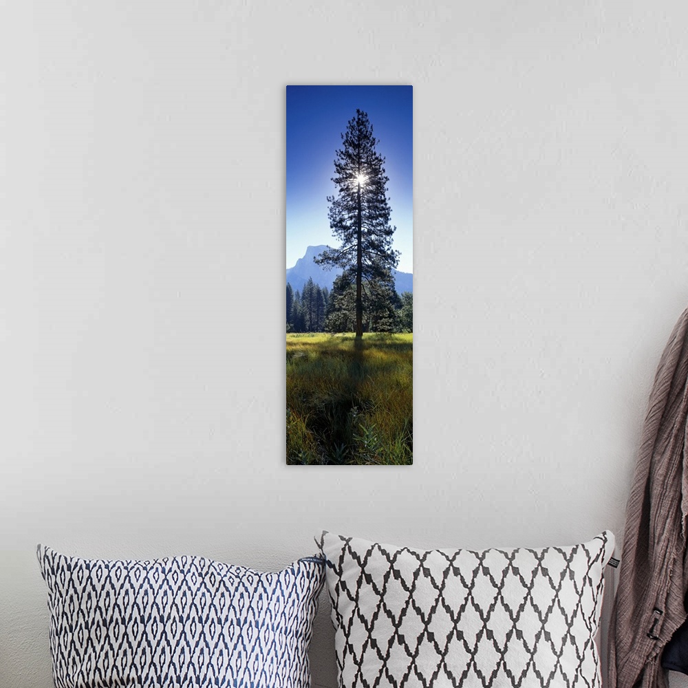 A bohemian room featuring Large vertical photograph of a tall pine tree in a field in Yosemite Valley, the sun directly beh...