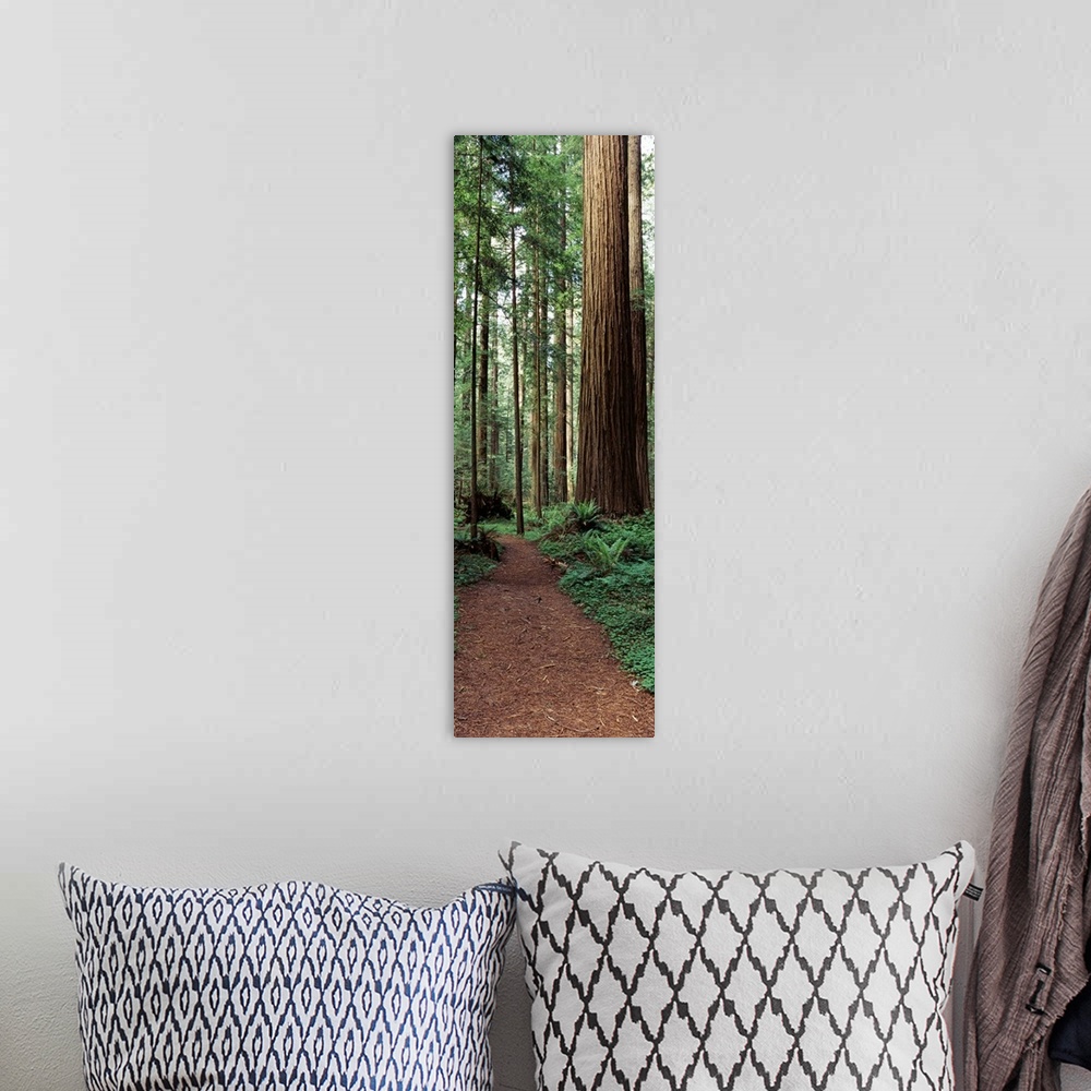 A bohemian room featuring Trail passing through a redwood forest Redwood National Park California