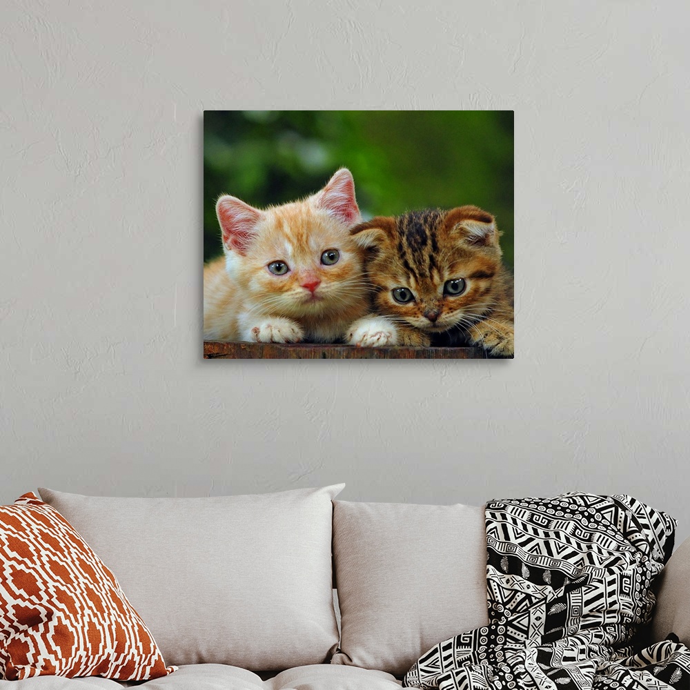 Cute Kittens Wall Art, Canvas Prints, Framed Prints, Wall Peels | Great ...