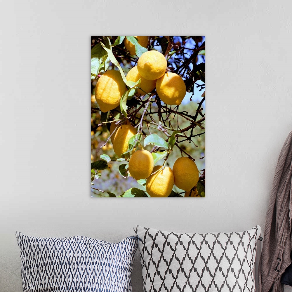 A bohemian room featuring Lemons (Citrus limon) on the branch of a tree. Lemons are a good source of vitamin C.