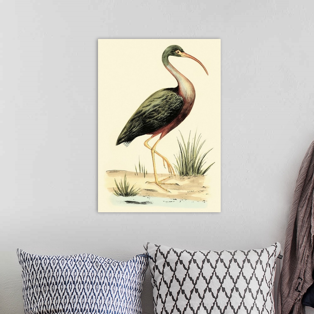 A bohemian room featuring Vintage stylized illustration of a species of Ibis.
