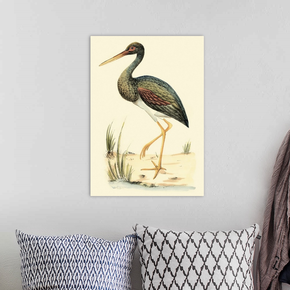 A bohemian room featuring Vintage stylized illustration of a species of Ibis.