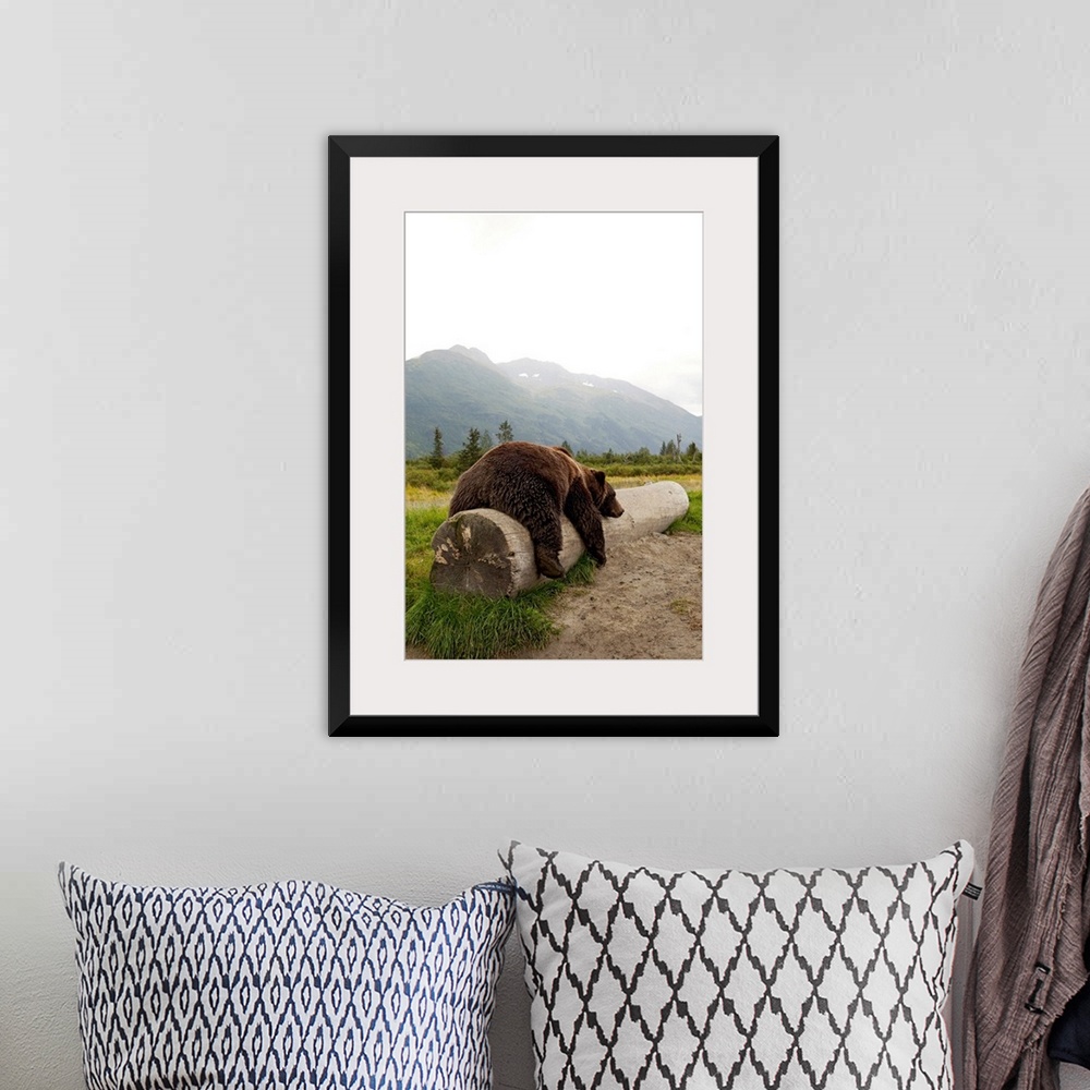 A bohemian room featuring Adult brown bear takes a nap on a fallen log with Alaskan mountains in the background.