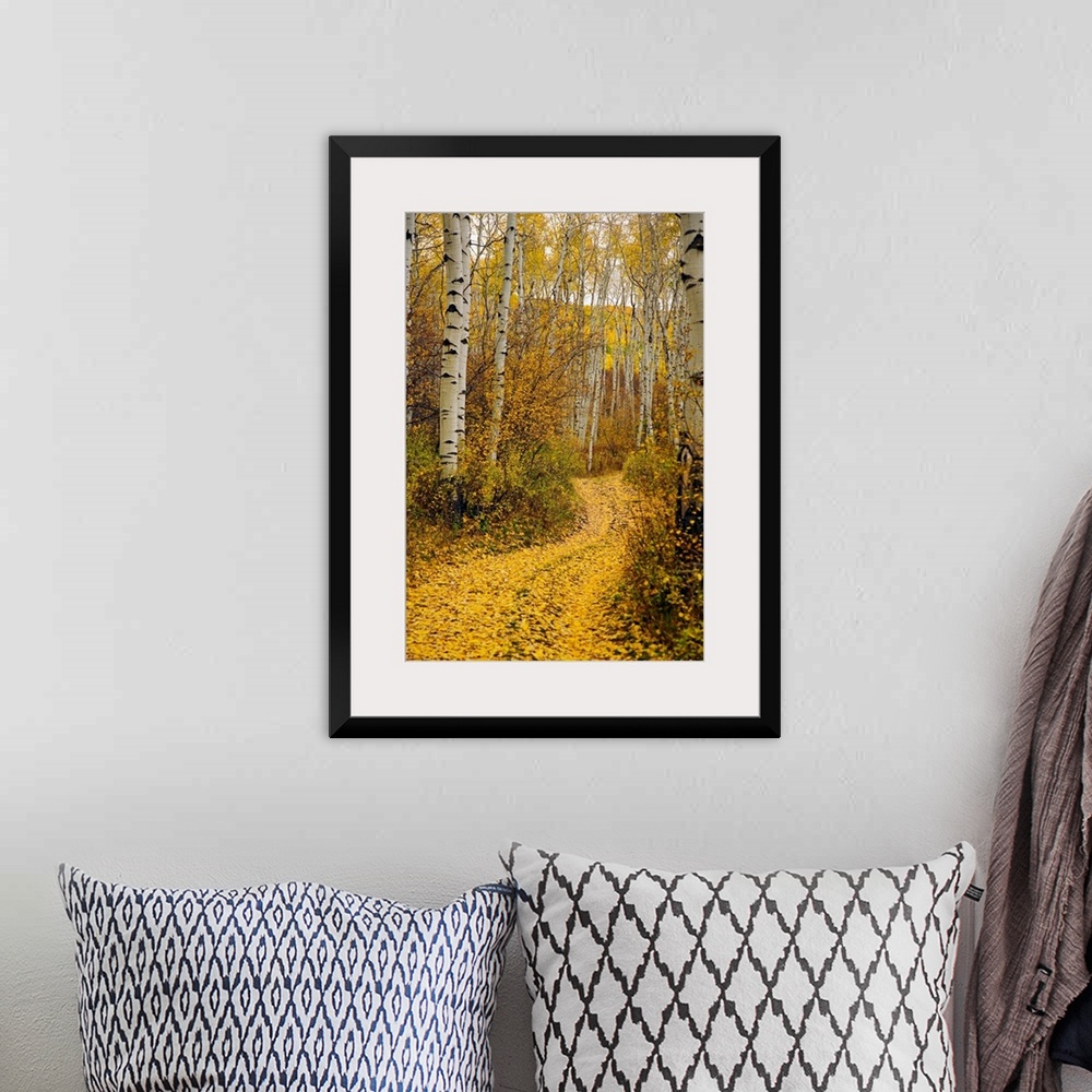 A bohemian room featuring A vertical photograph taken of a path in the forest lined with aspen trees and yellow leaves that...