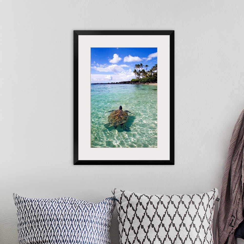 A bohemian room featuring Vertical photo print of a big turtle swimming in the ocean near the shore with his head sticking ...