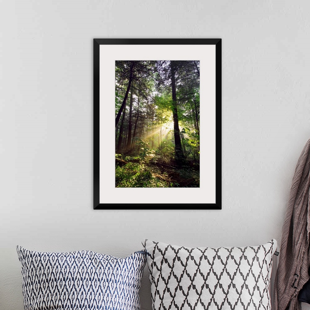 A bohemian room featuring Light shines through gaps in the summer foliage to illuminate the forest floor in this vertical l...