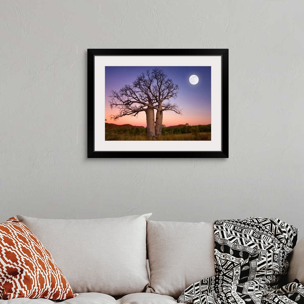 A bohemian room featuring Full moon on sunset over boab trees and ranges on the bank of the Ord river in Kununurra East Kim...