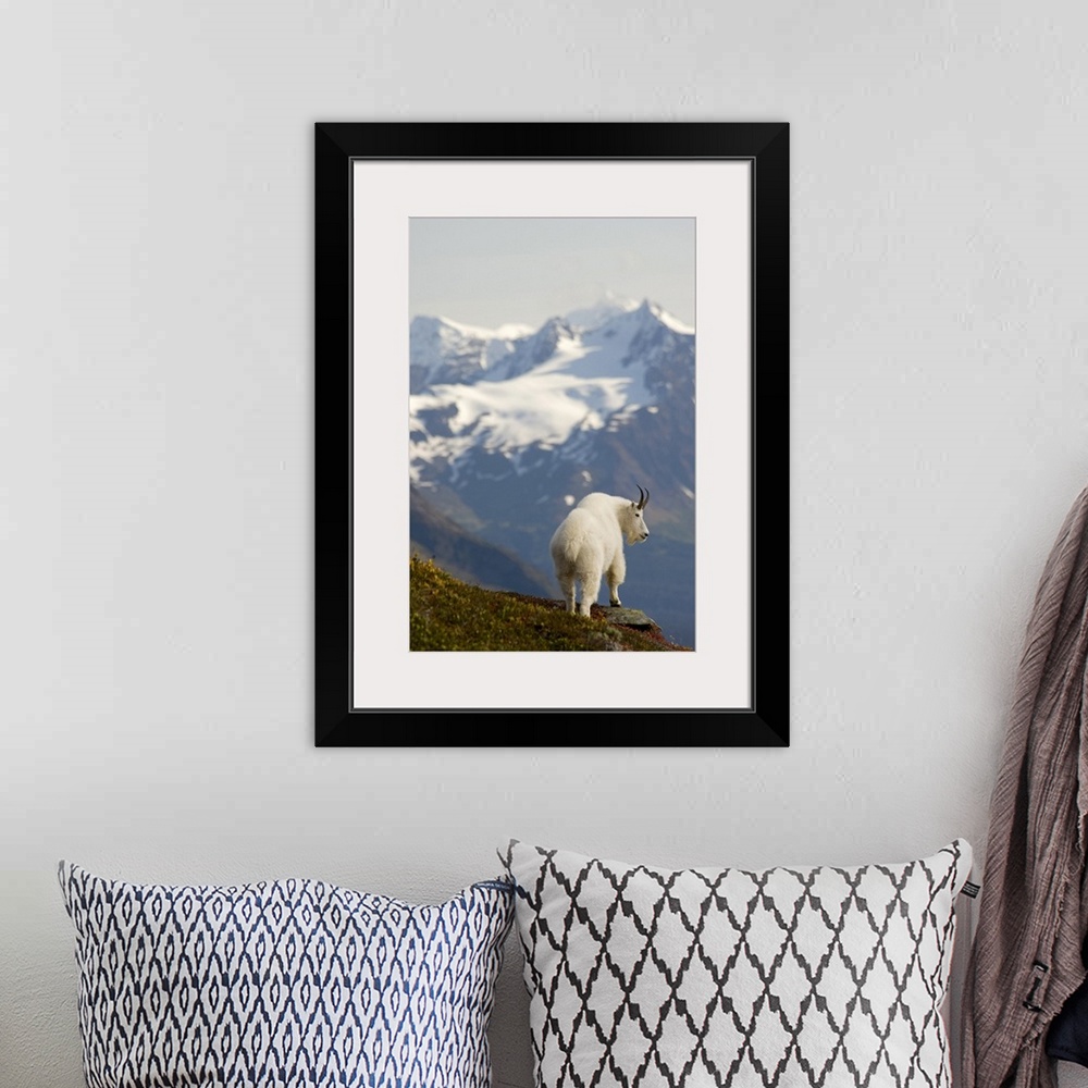 A bohemian room featuring A Mountain Goat stands on a ridge with the scenic Kenai Mountains in the background during Autumn...