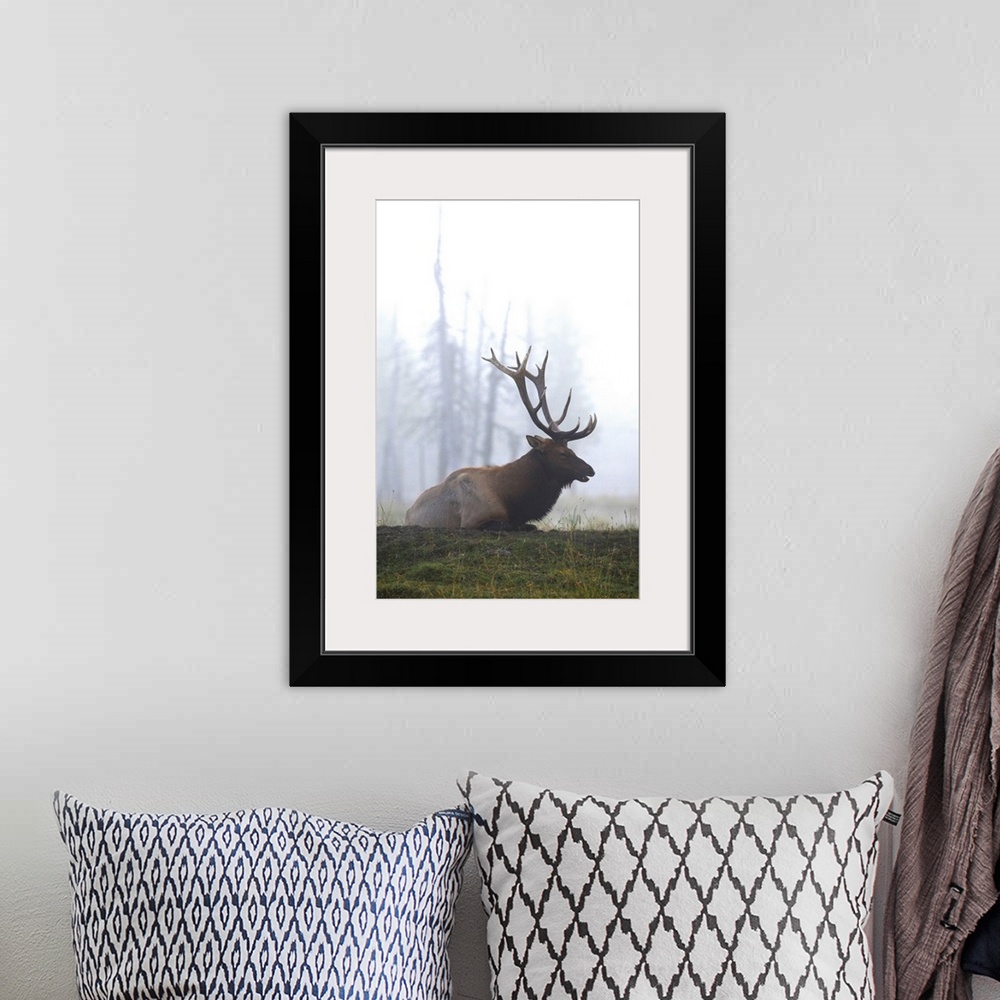 A bohemian room featuring A Roosevelt Bull Elk Lies On A Hillside In Early Morning Fog, Southcentral Alaska