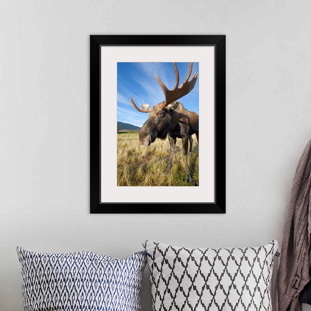 A bohemian room featuring A Wide-Angle Close-Up View Of A Bull Moose, Southcentral Alaska