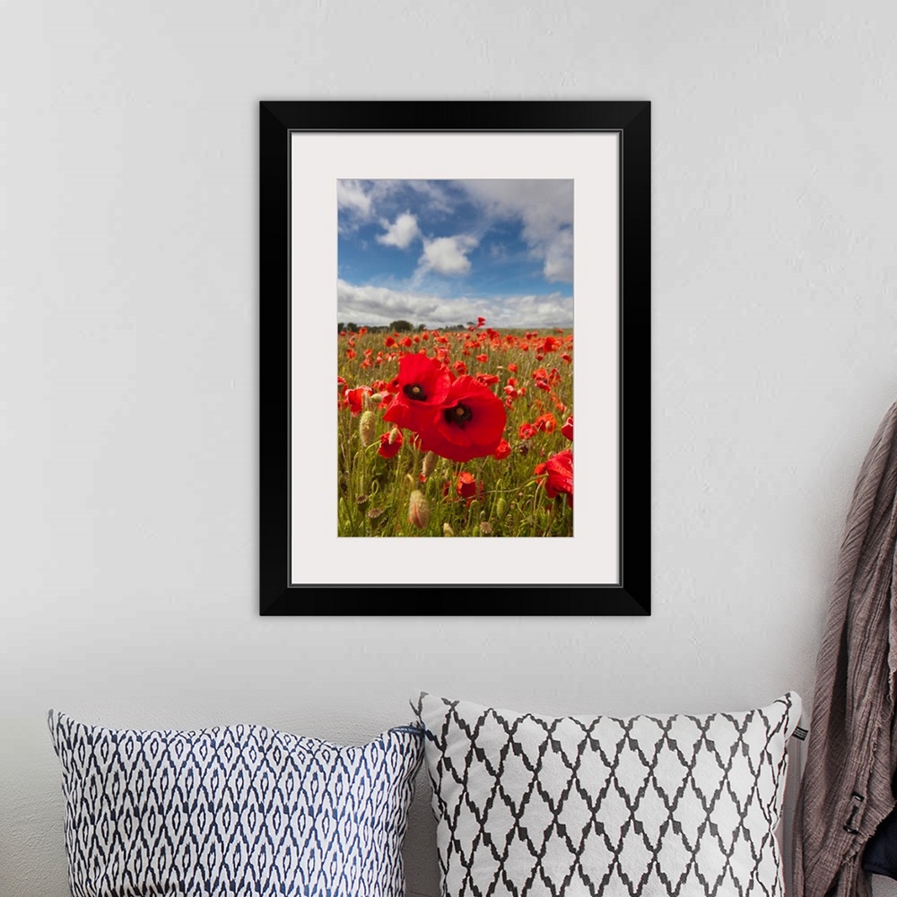 A bohemian room featuring An Abundance Of Red Poppies In A Field, Northumberland, England