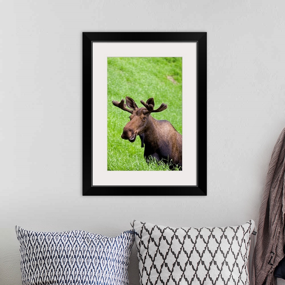 A bohemian room featuring Bull Moose In Velvet Feeding On Spring Grass, Anchorage, Southcentral, Alaska