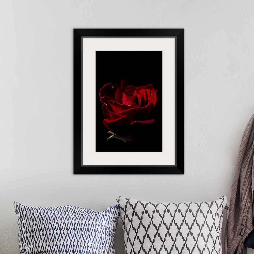 A bohemian room featuring Don Juan rose (rosa rugosa) with water droplets on a black background.