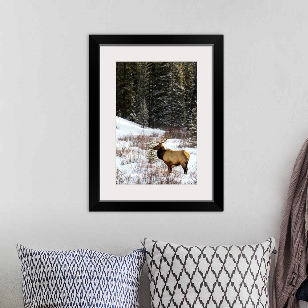 A bohemian room featuring Elk In Winter Forest, Banff National Park, Alberta, Canada