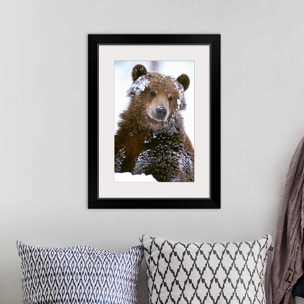 A bohemian room featuring Grizzly bear standing with face covered in snow